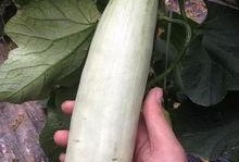 网红吃瓜网站多少,流量背后的真相与争议